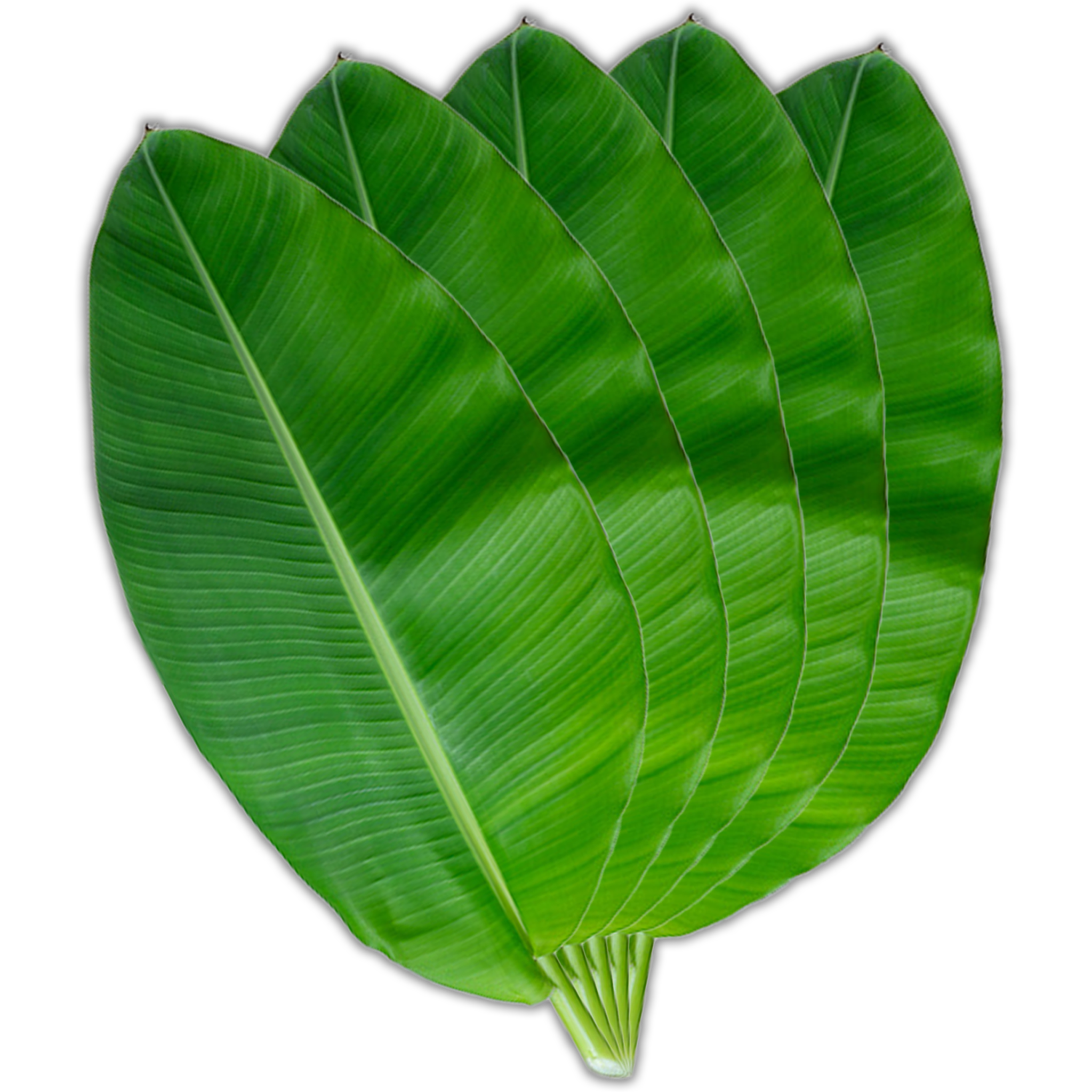 BANANA LEAVES 500G