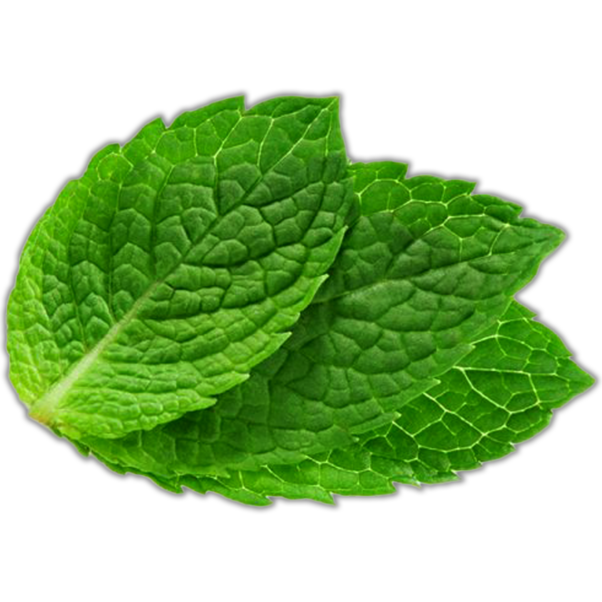MINT LEAVES 50G